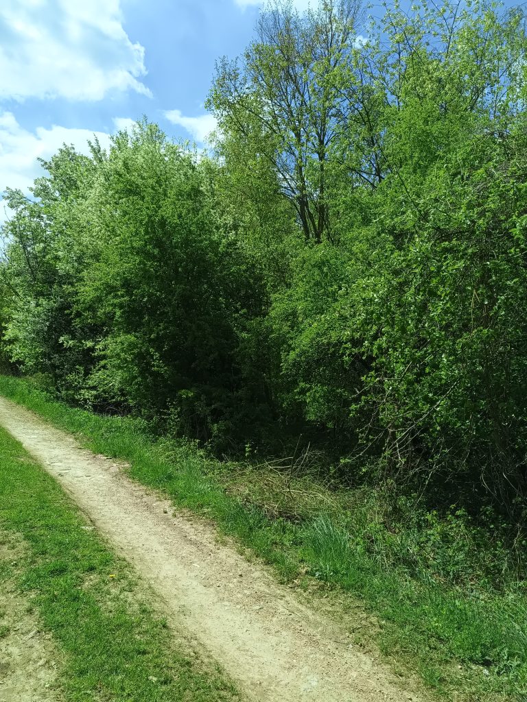 Zadrzewienie przeznaczone do inwentaryzacji