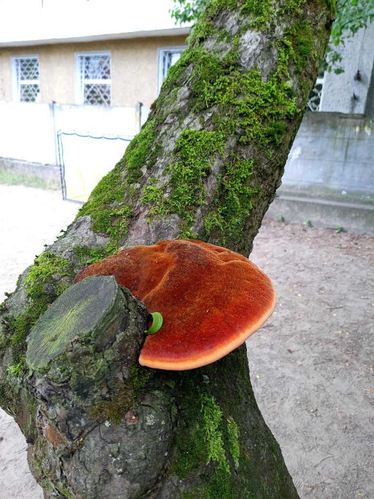 Błyskoporek szczotkowaty na pniu