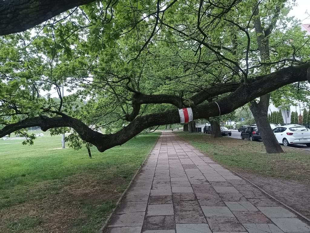 Drzewo oznaczone taśmą pomiarową