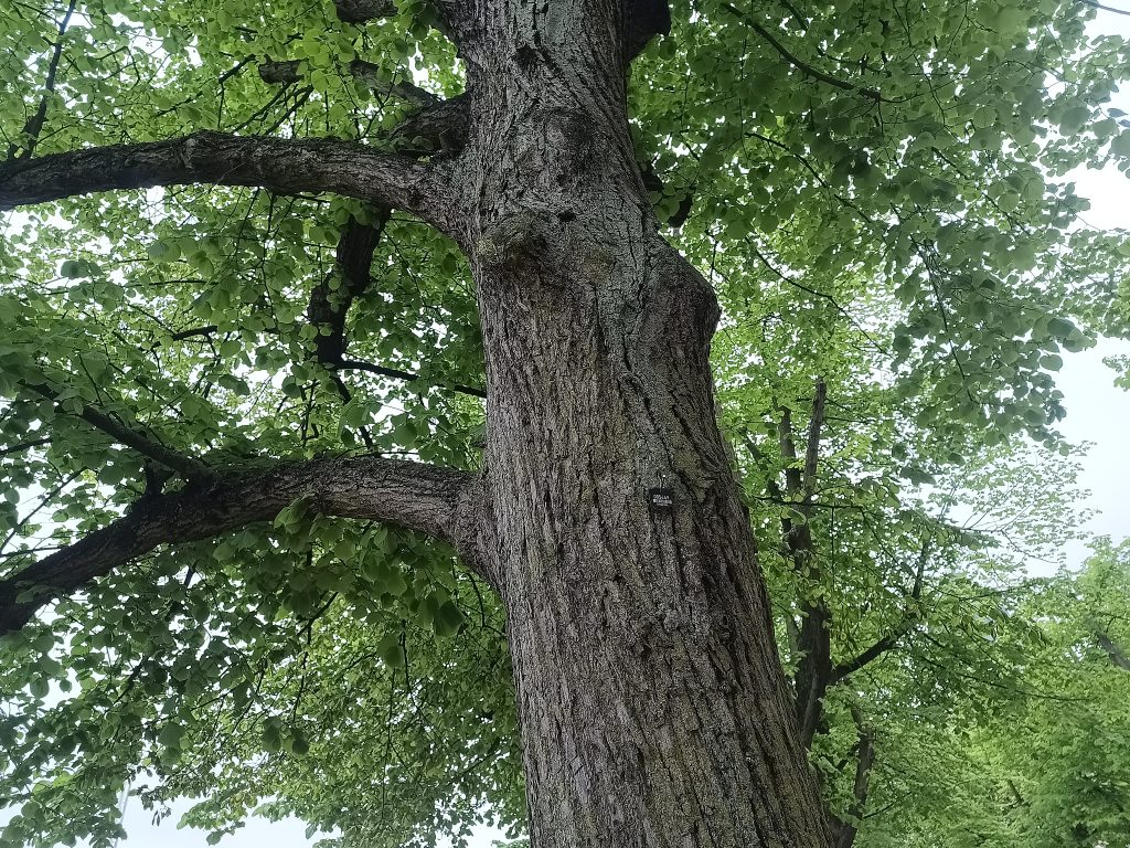 Pomiar drzewa z tabliczką inwentaryzacyjną