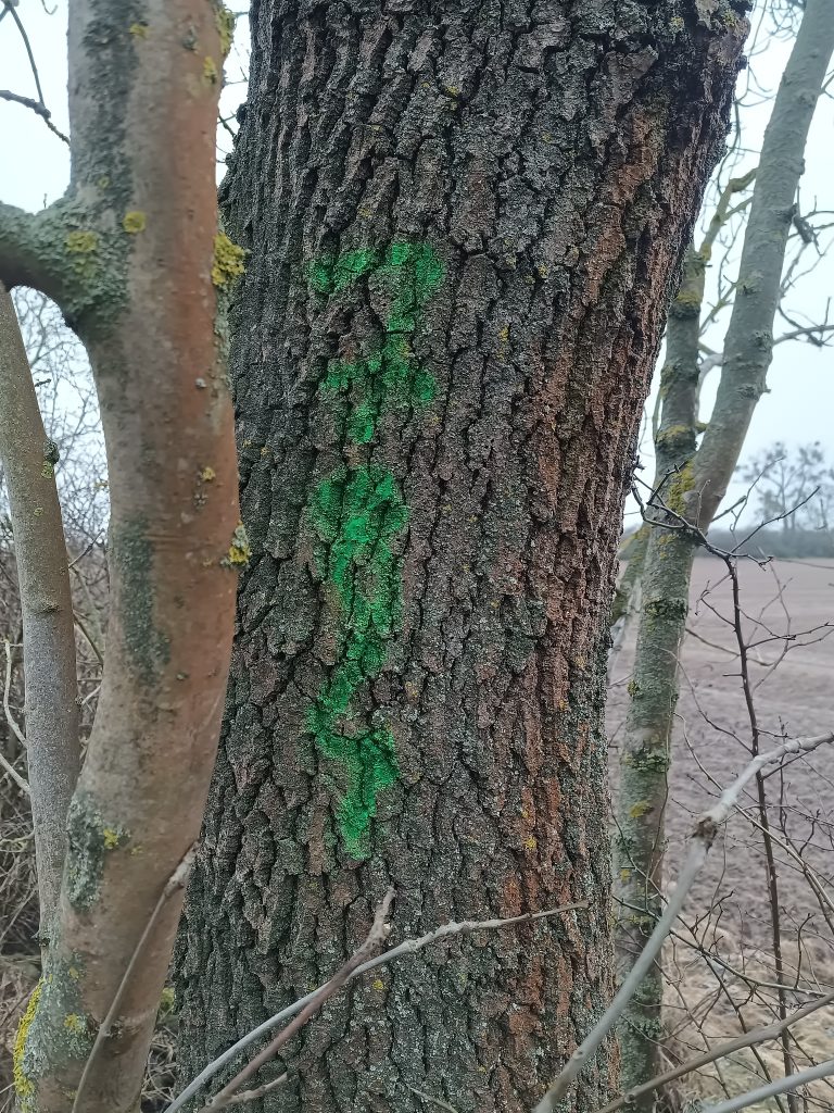 Drzewo oznaczone farbą inwentaryzacyjną
