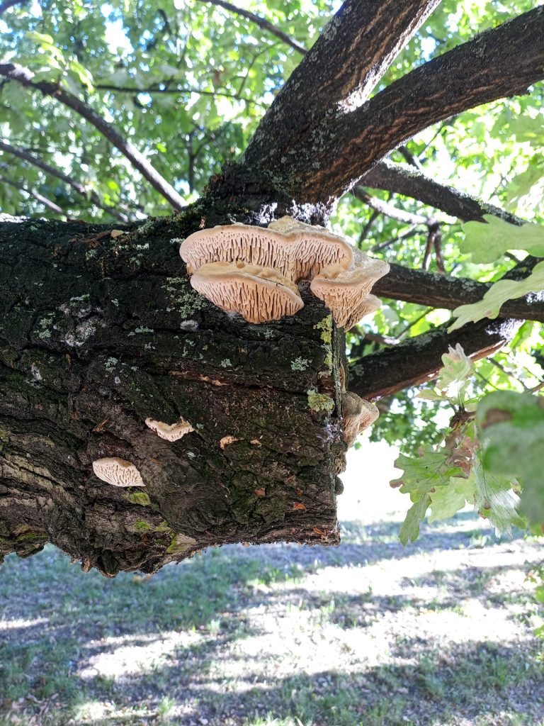 Gmatwek dębowy na konarze