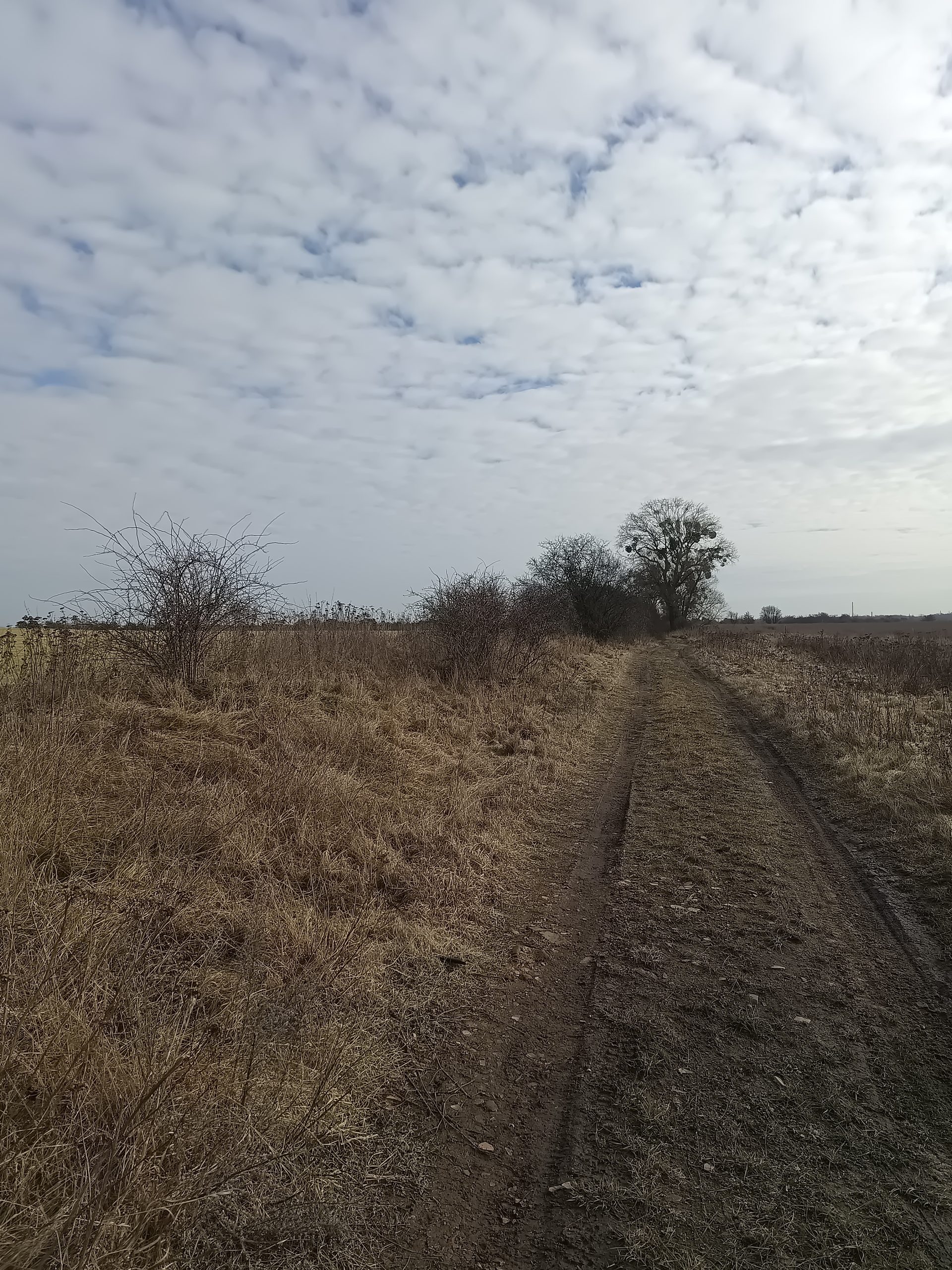 Kiedy potrzebna jest inwentaryzacja dendrologiczna i ile kosztuje?