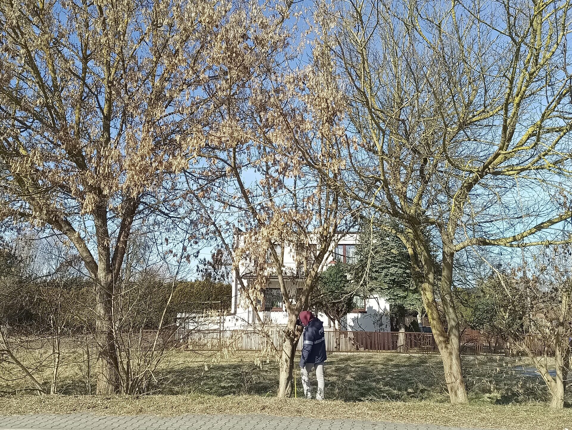 Jak ocenia się stan drzewa? Co można sprawdzić podczas oględzin?