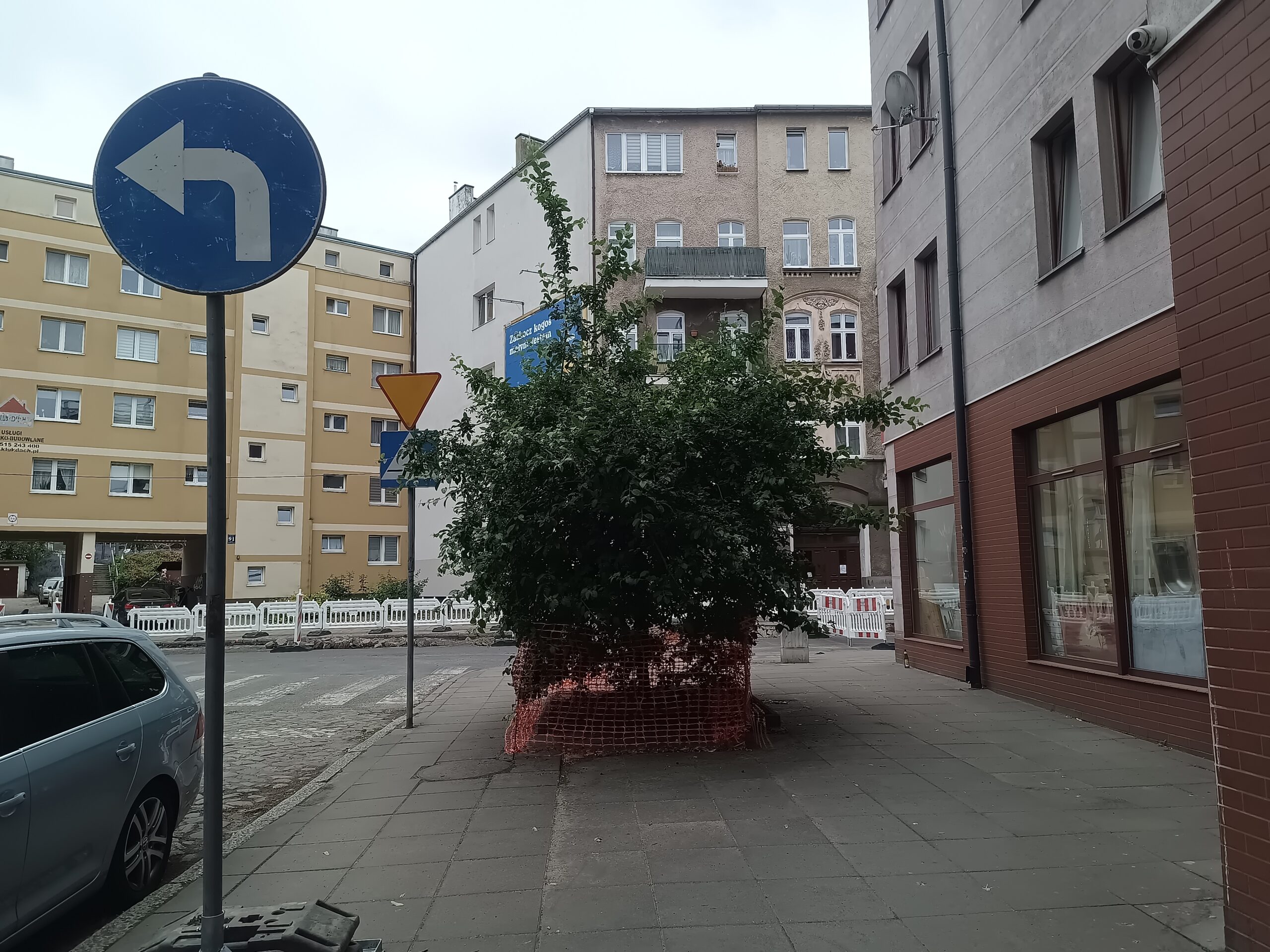 Drzewo koliduje z planowaną inwestycją – czy zawsze trzeba je usunąć?